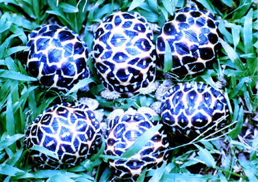 star tortoises philippines